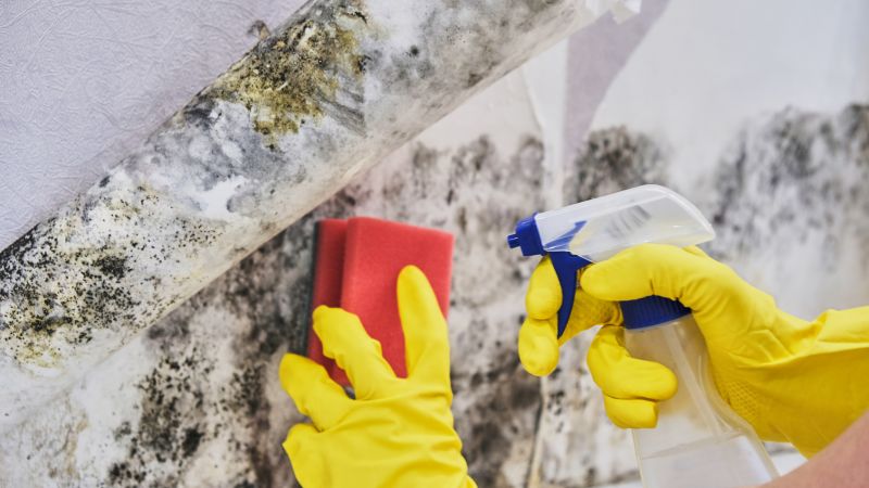 Black Mold Remediation in Fort Lauderdale, FL