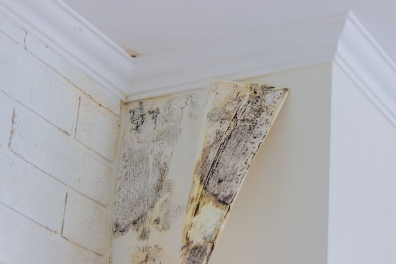 Crawl Space Mold Removal in Bergen County, NJ