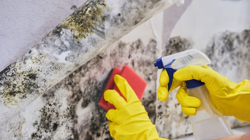 Mold Abatement Service in Fort Worth, TX
