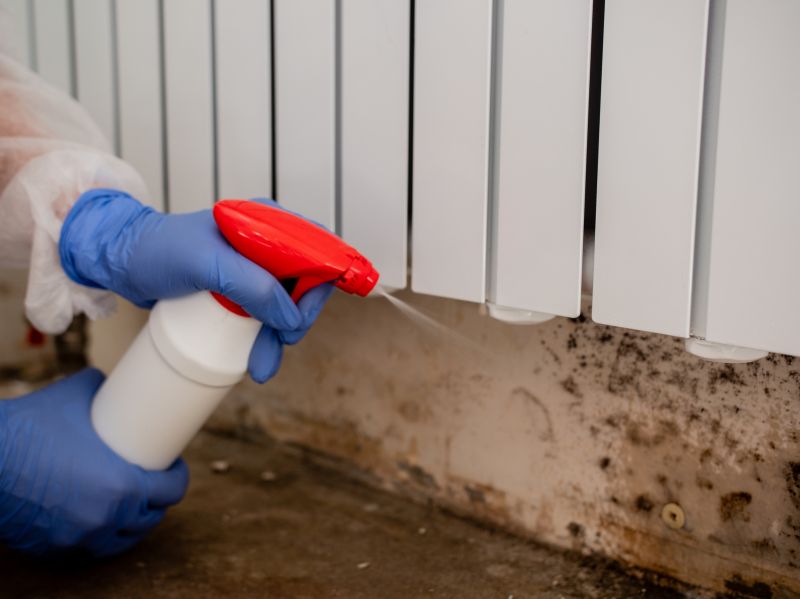 Mold Remediation Service in Jupiter, FL